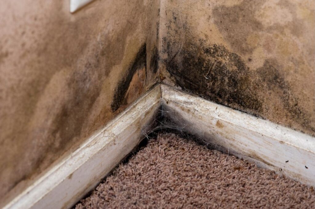 Mold growing on a basement wall caused by moisture and poor waterproofing